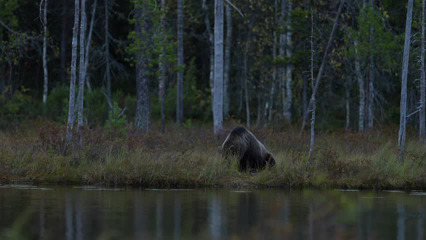 Europe wildlife, brown bear walk aroun the forest lake. Night in taiga, brown bear cub on the cotton grass, autumn season in Finland taiga. Europe wildlife. Animal in the nature forest habitat. 