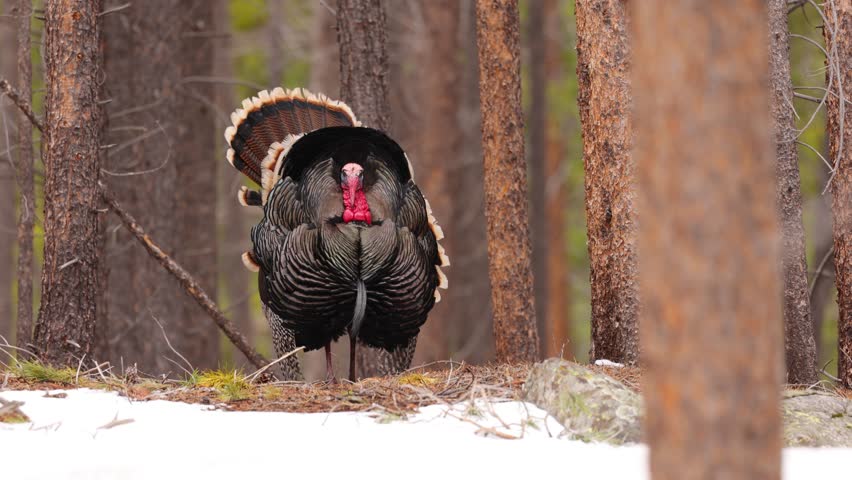 A wild Turkey in the Rocky Mountain National Park, Colorado.