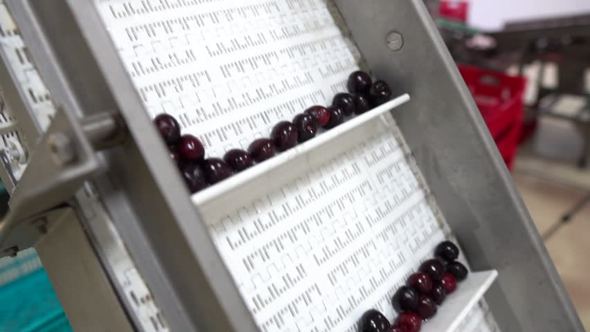 fresh red cherries on belt to be processed, fa01