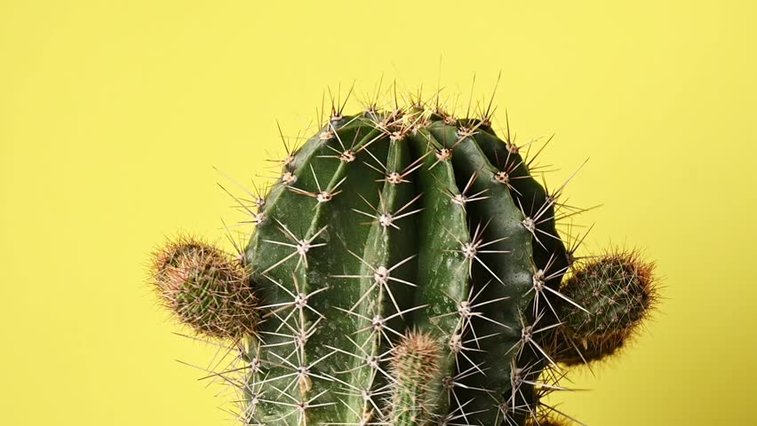 Close up view of green barrel cactus against yellow background with space for text
