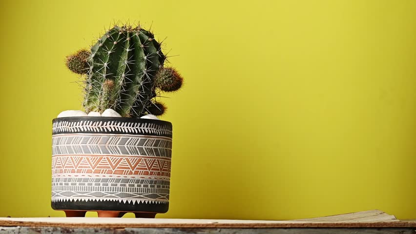 Close up view of green barrel cactus in ceramic pot against yellow background with space for text