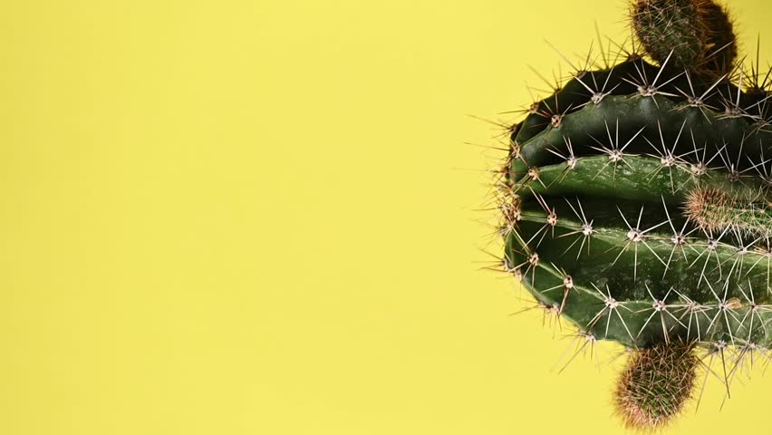Close up view of green barrel cactus against yellow background with space for text
