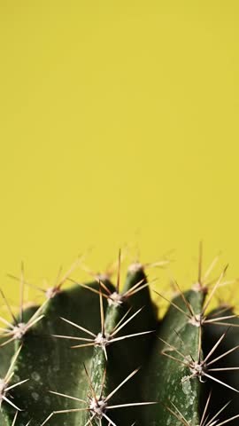 Vertical close up view of green barrel cactus against yellow background with space for text