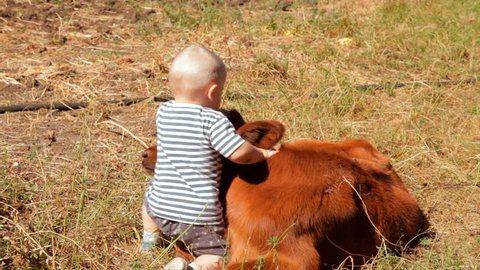 Kid playing with a newborn calf on a farm