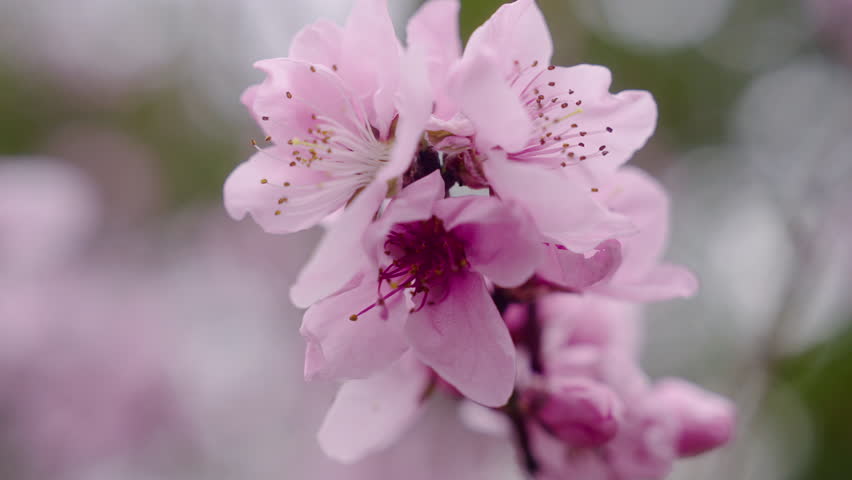 Pink Flower Blooms Of Cherry Blossoms In Kyoto Botanical Gardens, Kyoto Japan. Selective Focus Shot