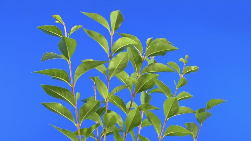 Branches In Breeze Bluescreen Isolated