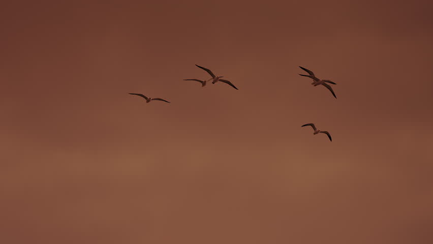 Bird flock flying in slow motion with orange sunset sky background. Small flock of seagulls flying high in the dusky orange sky at sunset. Beautiful nature footage. 