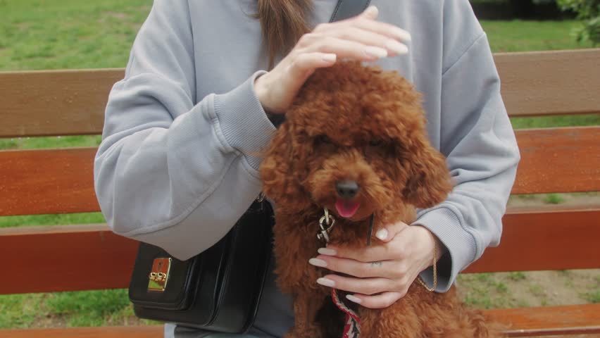 A brown poodle with fluffy coat is being held outdoors, showcasing its adorable features