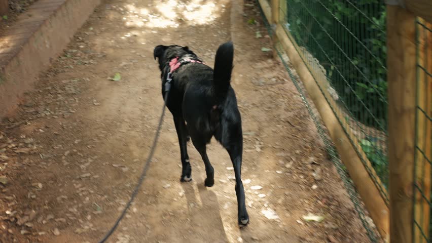 A black dog is walking on a leash near a wooden fence in this lively urban setting