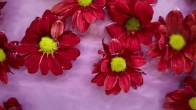 Bright red chrysanthemum flowers float in the water. Dark red flowers of chrysanthemums in water. Chrysanthes on pink background. Concept of romance, love, Valentine's Day. Slow motion - Powered by Shutterstock - Get 15% off with code: PIKWIZARD15