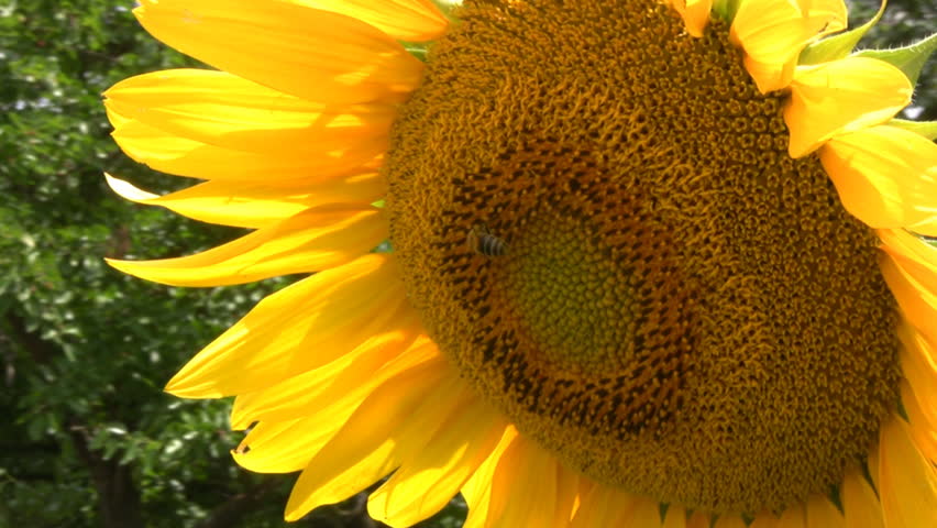 A huge yellow sunflower against a background of green vegetation hardworking