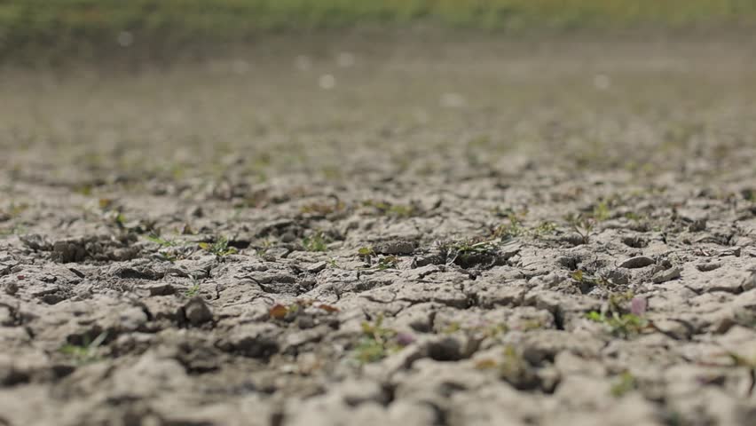 A closeup footage of a dry soil with some green plants on a sunny day with blur background