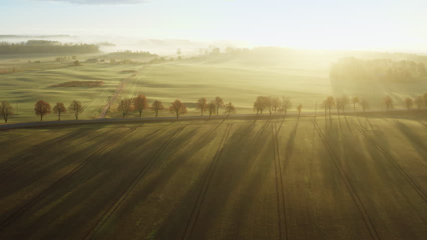 A drone footage of a small flock of pigeons flying over a cultivated field with road and colorful autumn trees, with sunrise scene in the background