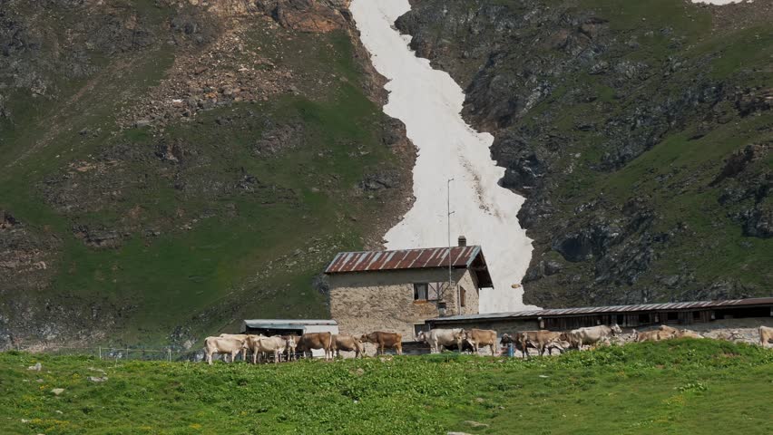 Alpine Summer Pasture with Cows Grazing Near Snow Patch and Mountain Hut. Alpine mountain cows graze in the meadows of Switzerland.