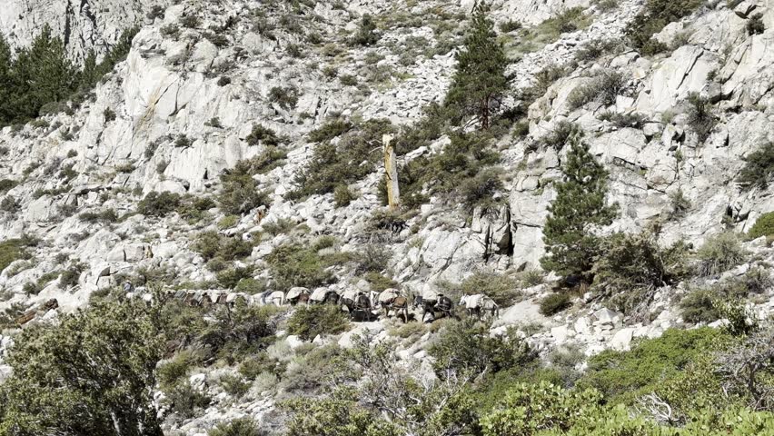 Mules carrying load in the mountains, horseback riding tourism, outdoor activities, donkeys and horses, carrying load on animals, mammals bridled , mountain landscape