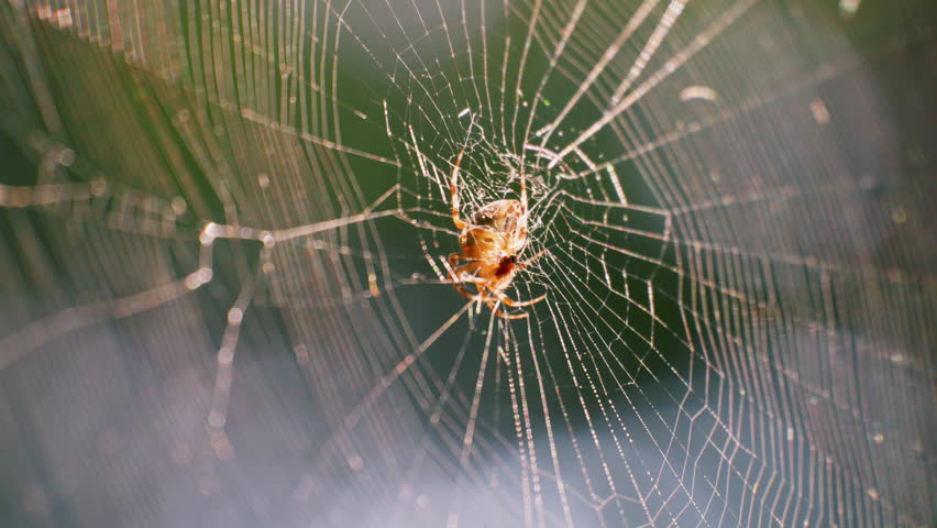 Spider in the center of the spider silk sways in the wind. Filming in the forest.