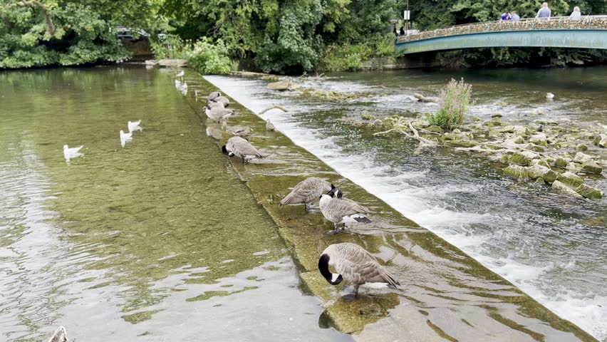 Geese and gulls on a stream