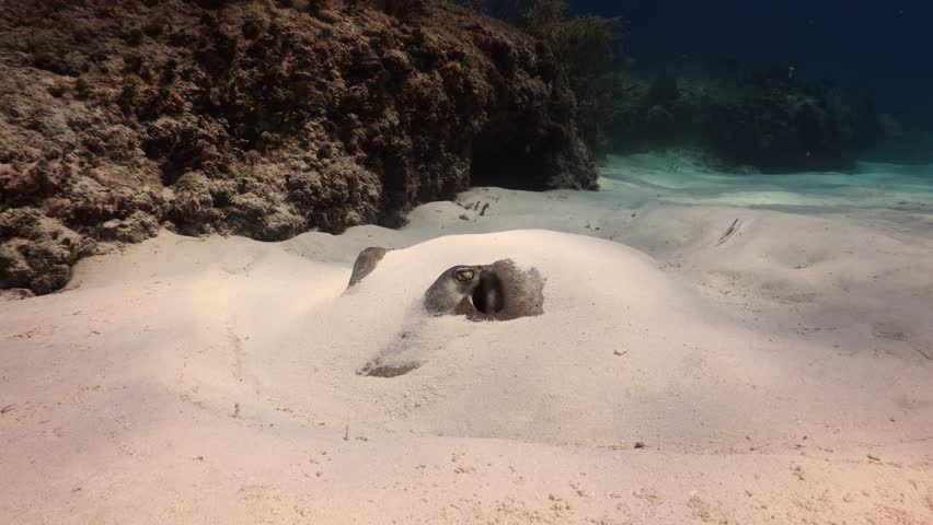 southern stingray (Dasyatis americana) camouflaged in the sand.