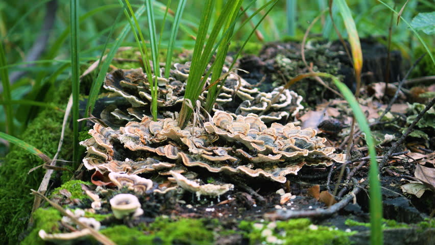 Turkey Tail (Trametes versicolor) mushroom growing on a decaying stump covered with moss.
