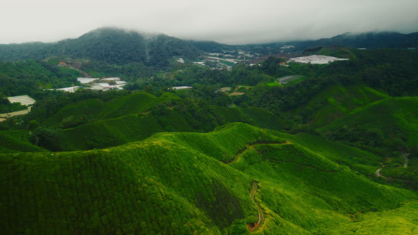 Aerial view of vast tea plantations in Cameron Highlands, Malaysia, with lush greenery and misty mountains