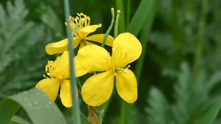 Celandine major is a species of dicotyledonous plants of the genus Celandine of the Poppy family.