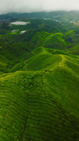 Aerial view of lush green tea plantations on misty hills in Malaysia, showcasing vibrant terraces. Vertical video