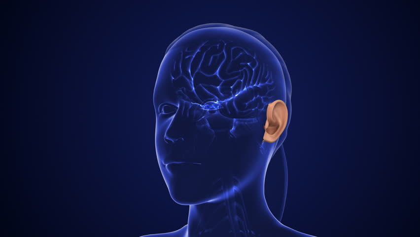 Auditory Pathway Transmits Sensory Signals for Hearing