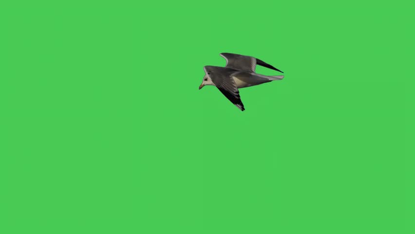 flying seagull on green screen slow motion