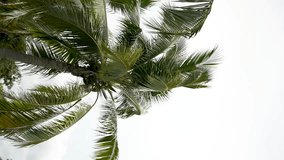 Gazing up at a majestic coconut palm tree swaying in the gentle breeze under a cloudy sky. vertical video - Powered by Shutterstock - Get 15% off with code: PIKWIZARD15