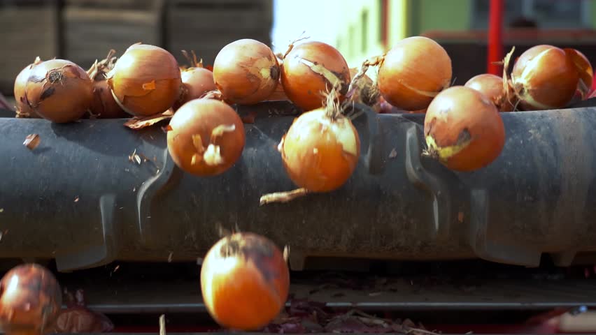 Yellow Onions Moving Along Packing House Conveyor Belt - Slow Motion Video. Postharvest Handling of Onions. Agricultural Cooperative. Onion Production. Close up View of Spanish Onions.