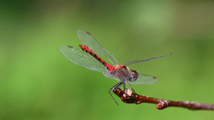 Red Dragonfly on branch image - Free stock photo - Public Domain photo ...