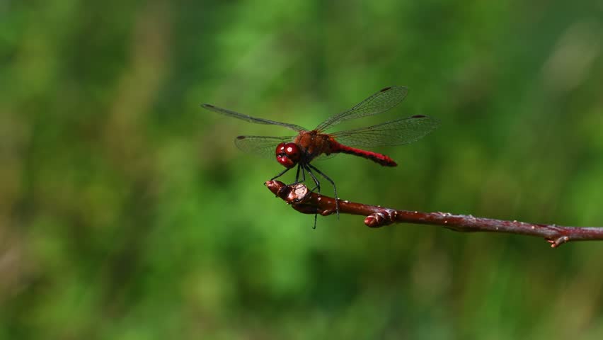 Red Dragonfly on branch image - Free stock photo - Public Domain photo ...