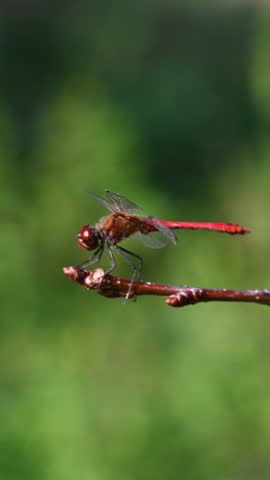Red Dragonfly on branch image - Free stock photo - Public Domain photo ...