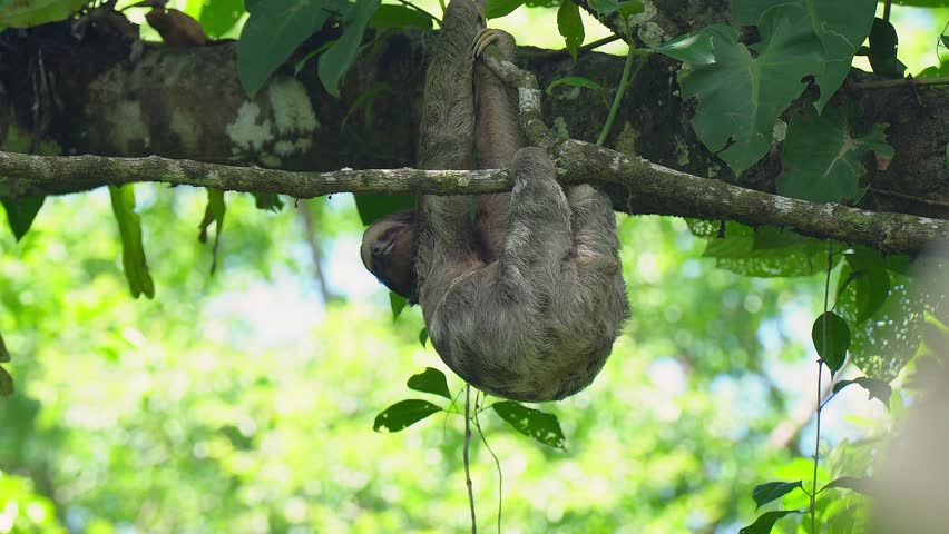 Three-toed Sloth sleeps in jungle canopy, hanging upside down on limb