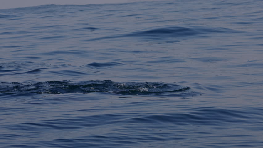 Amazing closeup Dolphins swimming play surf jump in waves at golden sunset. Sardine run. Aquatic animals natural habitat. Tropic landscape scenery background. Pod dolphins in South Africa, Wild Coast