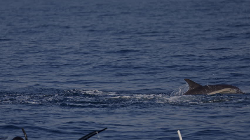 Tourist people swimming together with dolphins jumping in ocean water, amazing snorkeling adventure. Armature freedivers diving in South Africa sea with bottlenose dolphins. Travel amazing concept