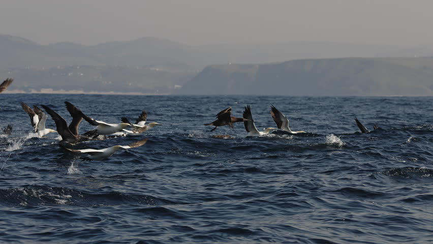 Northern gannet big flock (Morus bassanus) drifting swimming in open sea hunting sardinr fish. Amazing wild birds of South Africa. Sardine run in Wild Coast. Gannets and cormorants swaying on waves