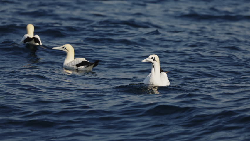 Northern gannet big flock (Morus bassanus) drifting swimming in open sea hunting sardinr fish. Amazing wild birds of South Africa. Sardine run in Wild Coast. Gannets and cormorants swaying on waves