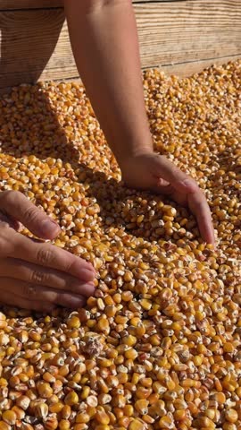 someones hands checking quality of corn