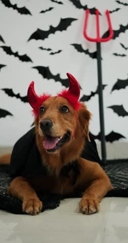 Dog in devil costume for Halloween. Golden retriever in black cloak sitting against wall with bats, trident next to him, and hair clip with red horns on his head. Halloween decorations, party.