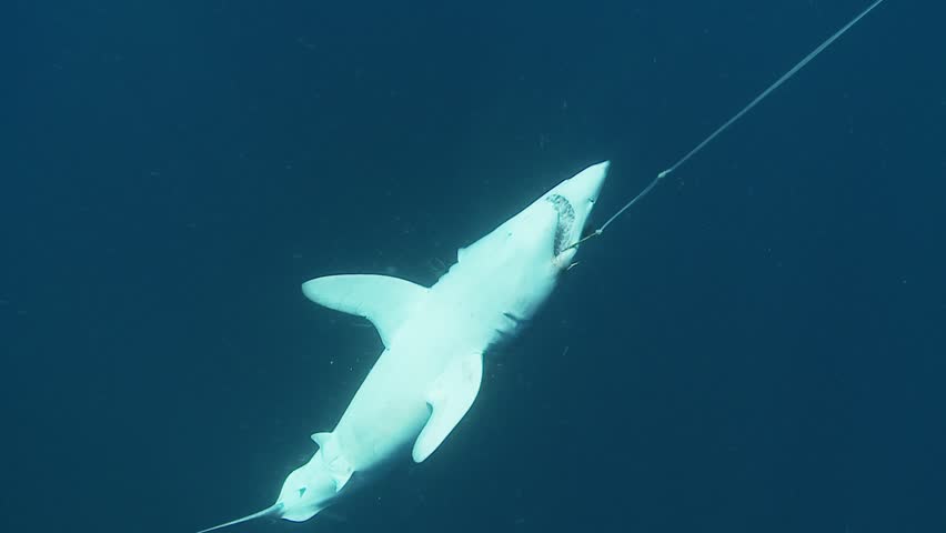 A dead mako shark (Isurus oxyrinchus) is seen hanging from a longline hook, emphasizing the impact of indiscriminate fishing practices on marine species.
