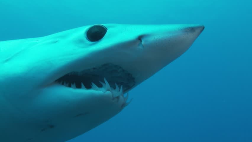 A close-up shot highlights the razor-sharp teeth of a mako shark (Isurus oxyrinchus), showcasing its formidable hunting tools and apex predator status.