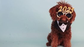 Stylish water dog with festive 2025 glasses on a blue background with space for text. Happy New Year. Card board - Powered by Shutterstock - Get 15% off with code: PIKWIZARD15