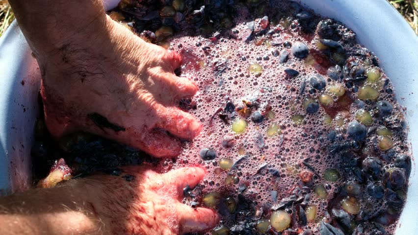 Pressing grapes by hand. Bubbles on the surface. Squeezed grapes. The grapes are prepared for fermentation. Wine-making process. Close-up of freshly squeezed grape juice.