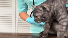 Woman veterinarian doctor holds sick cat close-up. Diagnostics of pets health in veterinary clinic concept. - Powered by Shutterstock - Get 15% off with code: PIKWIZARD15