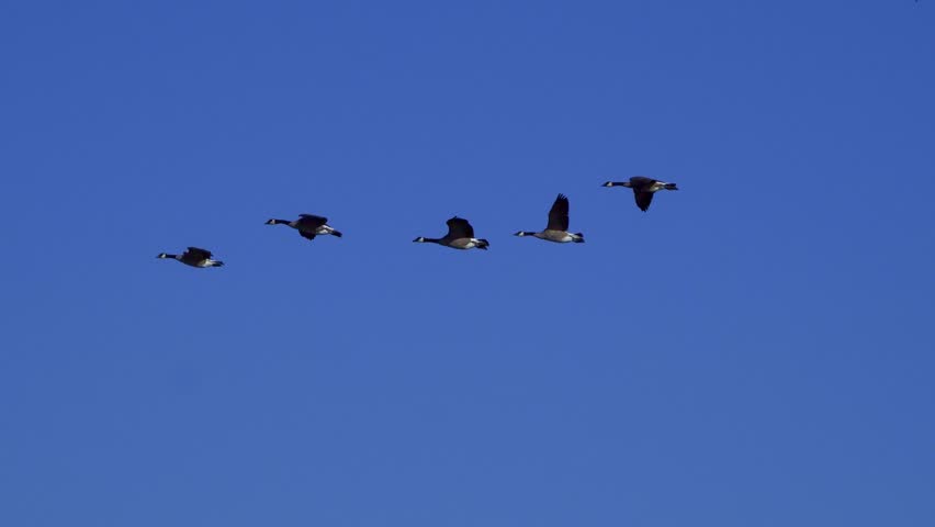 Canadian Geese Families Arriving at a Beautiful Lake in the Morning