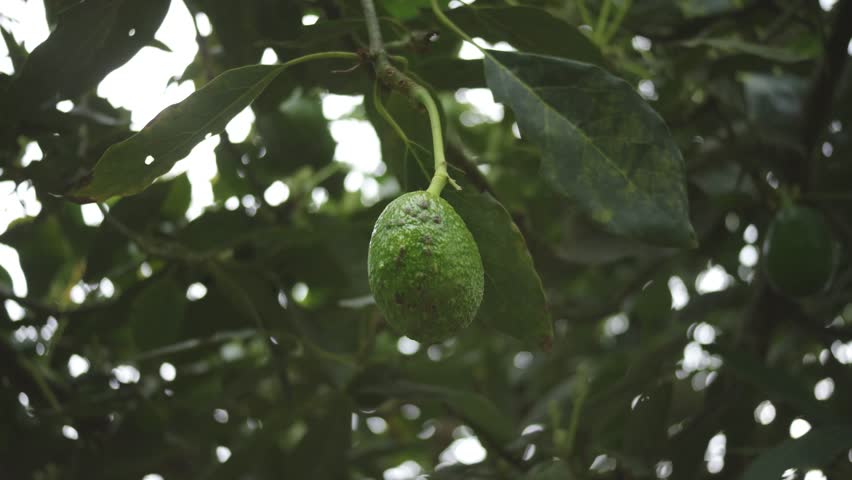 An organic avocado ready for harvest. A fresh avocado hangs from a tree, ready to be harvested. This image showcases the beauty and purity of nature, with a fruit maturing in its natural environment.