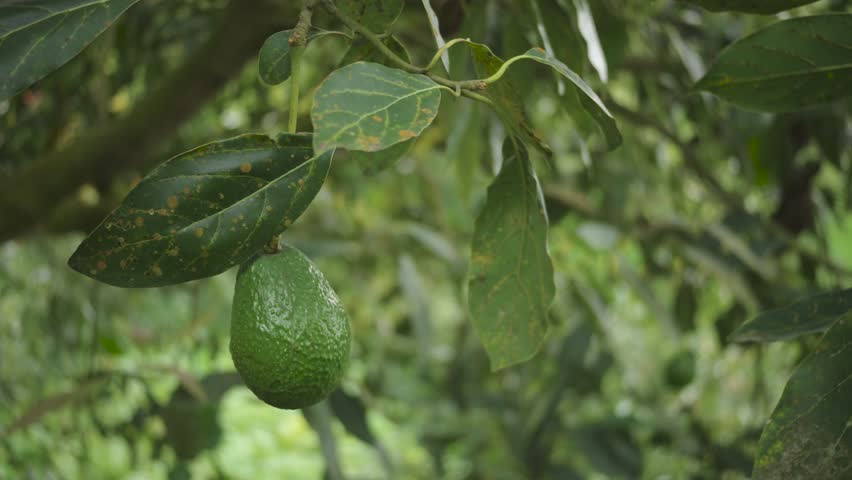 A fresh avocado hangs from a tree, ready to be harvested. This image showcases the beauty and purity of nature, with a fruit maturing in its natural environment on a rural farm.
