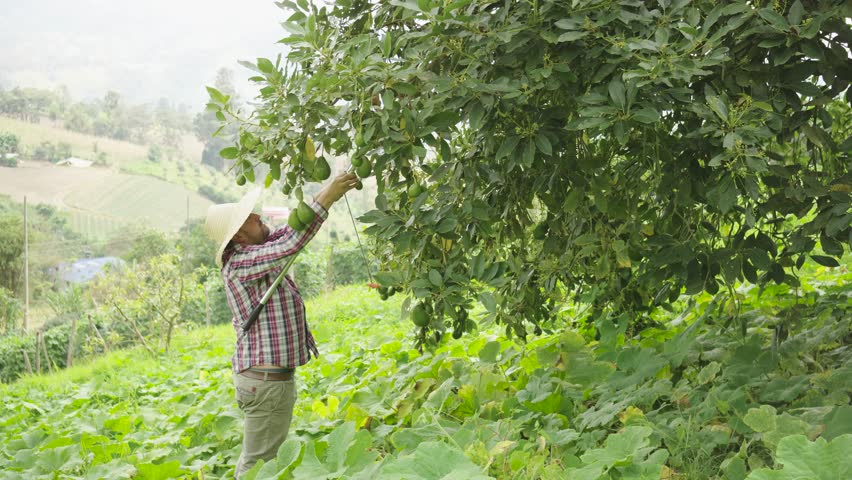 Couple harvesting avocados: rural work and sustainability. A Latin American couple of farmers work as a team, harvesting fresh avocados on a rural farm. Together, they carefully pick the ripe fruit.