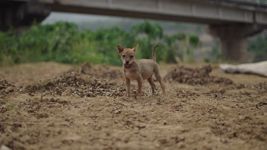small dog barking and wagging its tail at the camera in a rural area of vietnam under a bridge